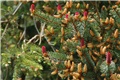 Picea abies